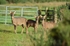 Roe Deer