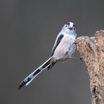 Long-tailed Tit