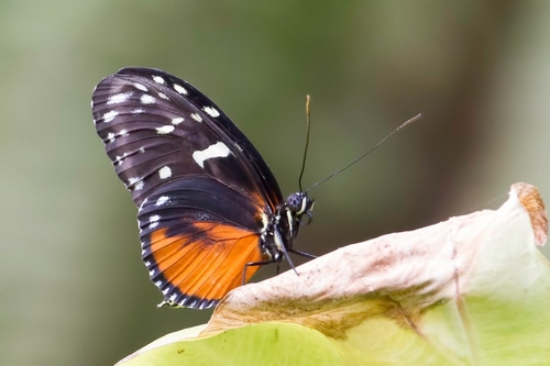 Tithorea harmonia has a wingspan reaching about 70 millimetres (2.8 in). This toxic "tiger" butterfly has the usual p…