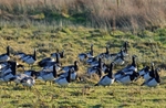 Barnacle Geese