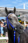250823-Race 7-Silver Sword-1324