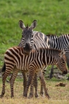 _84Y0736 Amboseli
