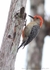 FLB005: Red-bellied woodpecker