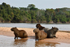 Cuiaba river