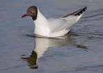 Black-Headed Gull