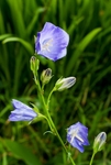 Little Blue Cosmos