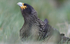 Striated Caracara