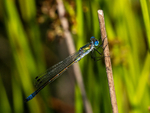 Emerald Damselfly