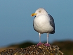 Herring Gull