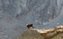 Chamois col de Fenestre