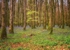 Dereen Woods, Boyle, Co. Roscommon