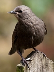Starling (04)
