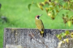 Green Woodpecker