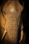 African Elephant - 0010