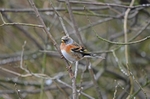 Brambling