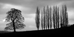 Day 10 - One Oak and Twelve Poplars