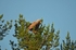 White-tailed Eagle