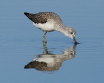Greenshank feeding in the lagoon, Brownsea Island