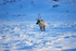 Reindeer
