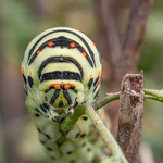 Larva of Common swallowtail (Papilio machaon) after 4th moult (5th instar