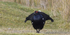 Black Grouse