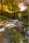 Autumnal Flow, Tollymore Forest (IMG1246)