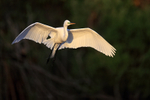 Great Egret early morning landing approach, Venice Rookery, Florida