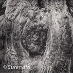 Bark 53