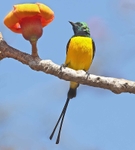 Pygmy Sunbird