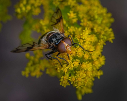 I don't photograph many flies, but this Pellucid Hover Fly (Volucella pellucens) visited our garden in August. I thin…