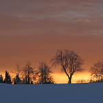 Trees at Dawn