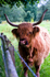 Highland Cow - 9973