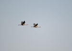 Common Cranes