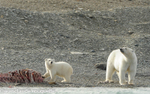 Mother and cub