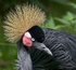 Beautiful Plumage C