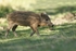 D Wild Boar Hoglet March