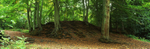 Beech Trees by Falling Foss