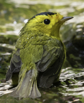 Wilson's Warbler