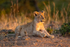 Lion cub