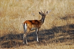Fallow Deer