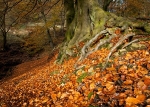 Beech Litter