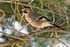 Black-capped Jay