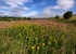 Manor Fields Park #03