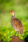 Yellow-Necked Spurfowl Shaba Kenya