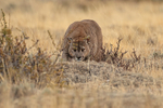 Male Puma Dark advances menacingly, Torres del Paine, Chile