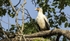 Palm Nut Vulture.