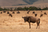 Wildebeest