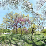 May 2020 - Arnold Arboretum  -Title: Spring has never failed me yet