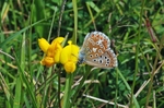 Adonis Blue