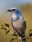 Close view of Florida Scrub-Jay at Shamrock Park, Venice, Florida